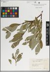 Foto von Salix lanata L.